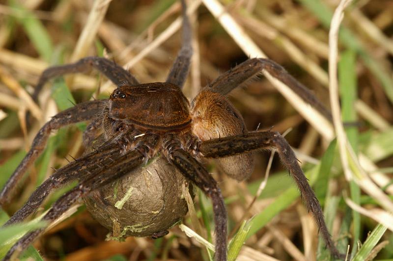 Dolomedes_plantarius_D5143_Z_89_Canal du Nivernais_Frankrijk.jpg